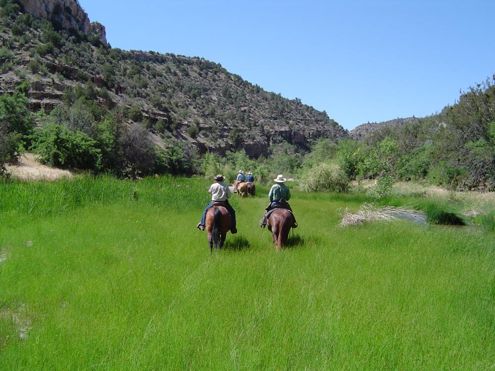 A sedge meadow on the Verde River in Arizona—a true desert oasis: a source of stability and habitat in a land of extremes.