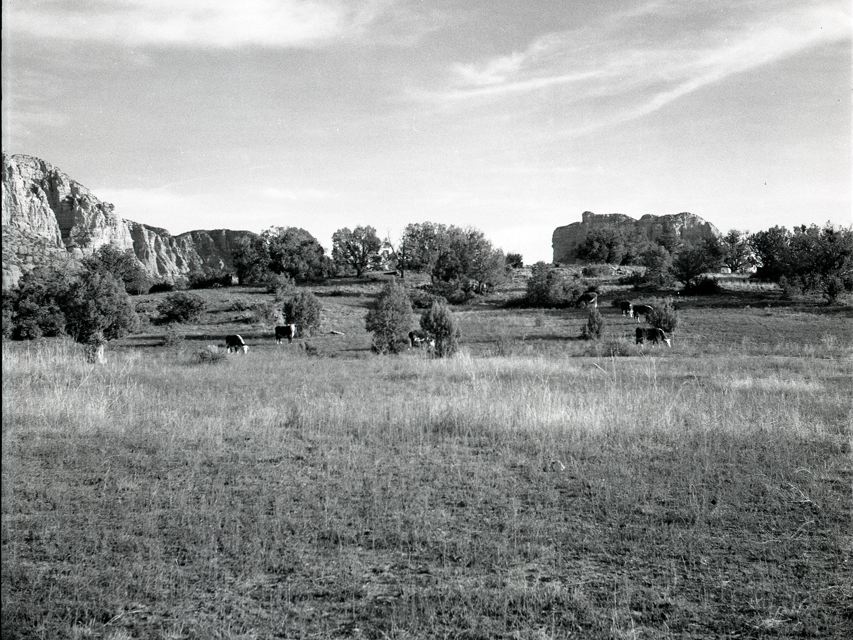 1957 with cows