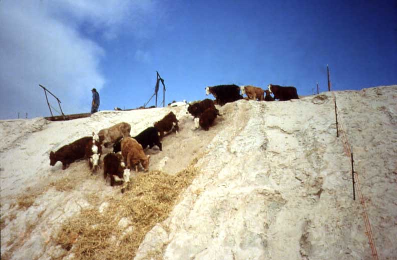 Cows on Tailings first time